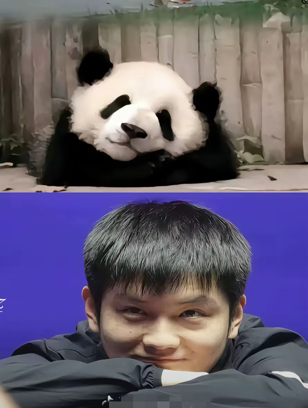 日本队碾压葡萄牙队，樊振东统治全场