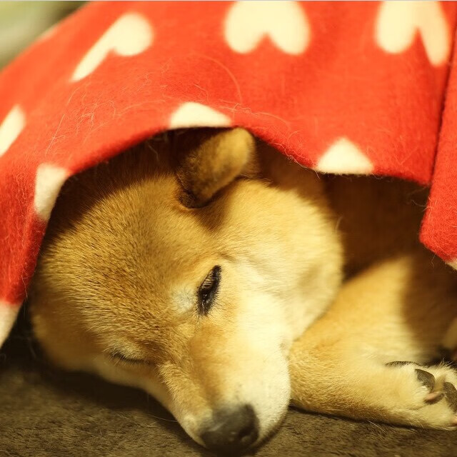 猛龙提前终结悬念快船，拉梅洛成为关键先生