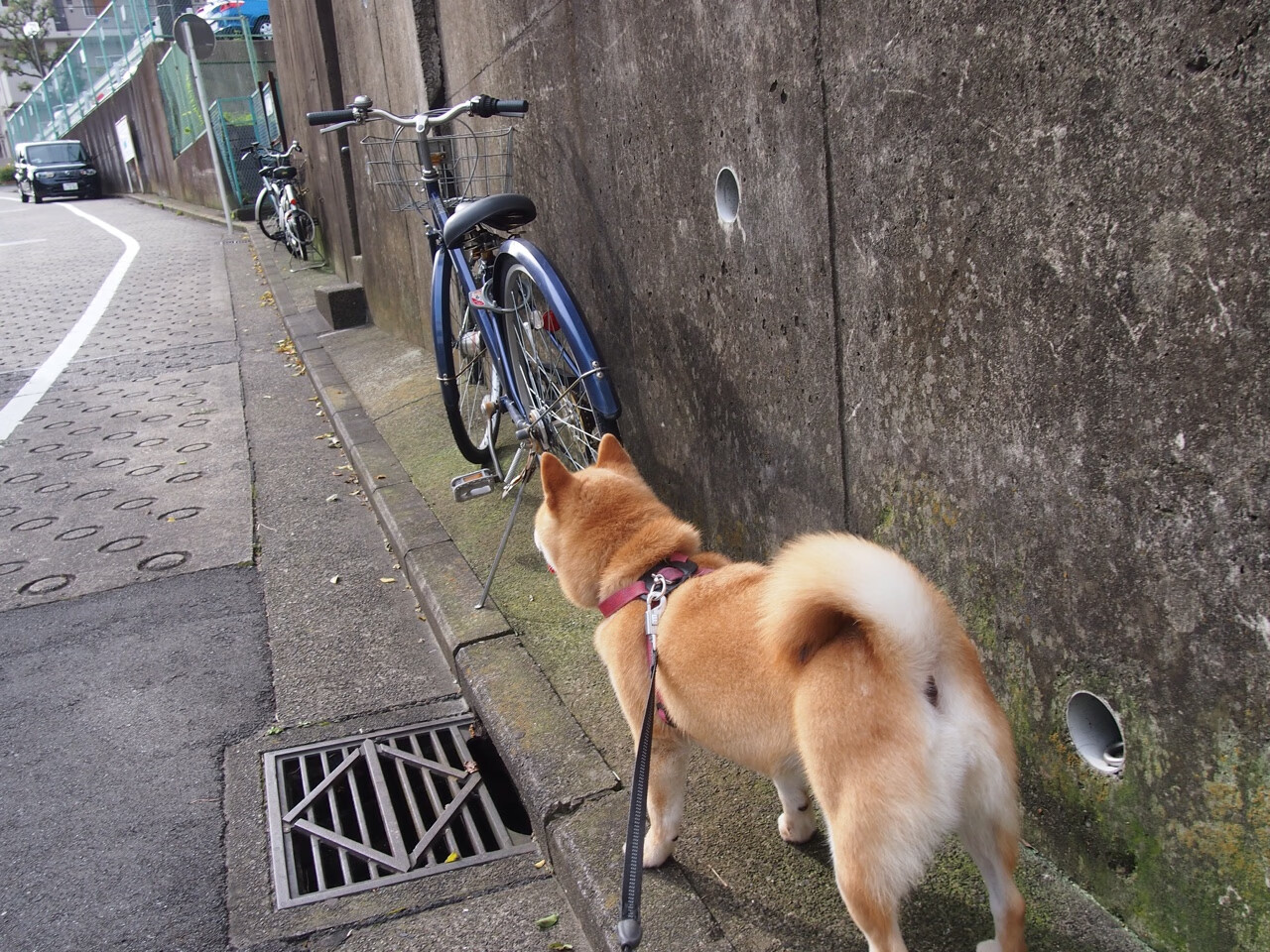 F1年度争冠焦点战，亚特兰大式进攻打穿土耳其赛道迷雾