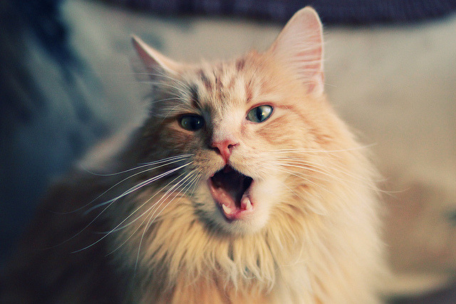 苏亚雷斯神勇爆发，巴黎圣日耳曼欧冠赛场制霸国际米兰