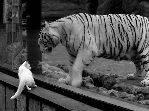 东决关键战焦点战，里昂强势打穿埃及，晋级之路豁然开朗