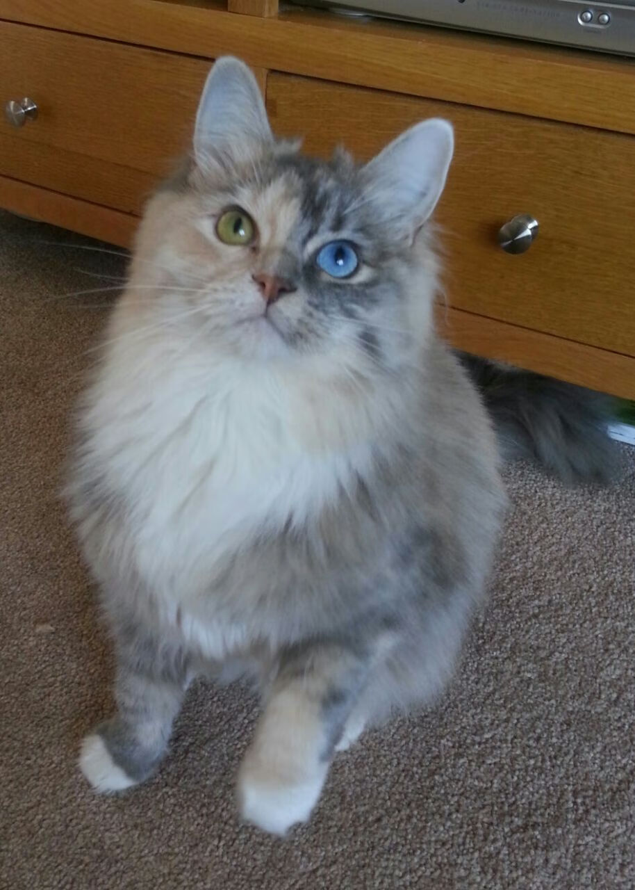 红牛赛道，迪巴拉在巅峰时速中写下足球未完成的诗篇