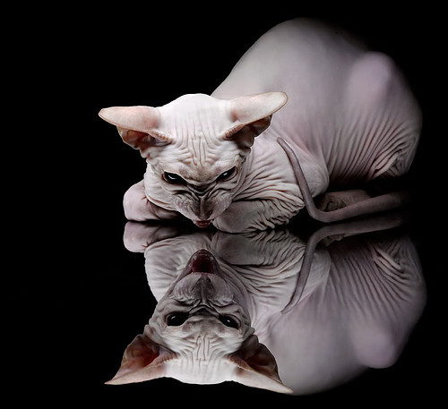 双面神话，当俱乐部杀手变身国家队棋子，苏亚雷斯们的永恒困境