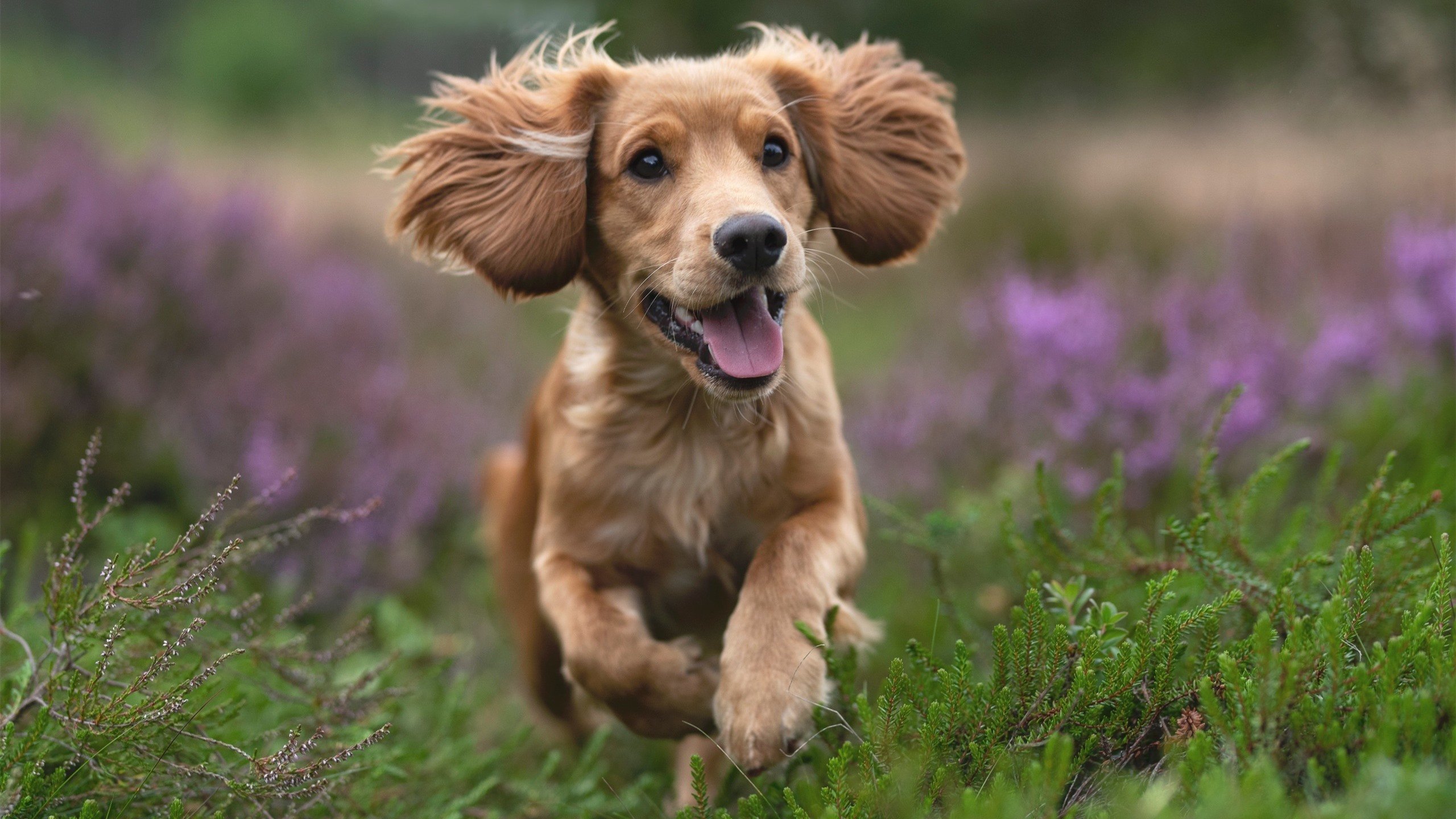 英格拉姆爆发砍下40+公牛全面压制魔术获关键胜利