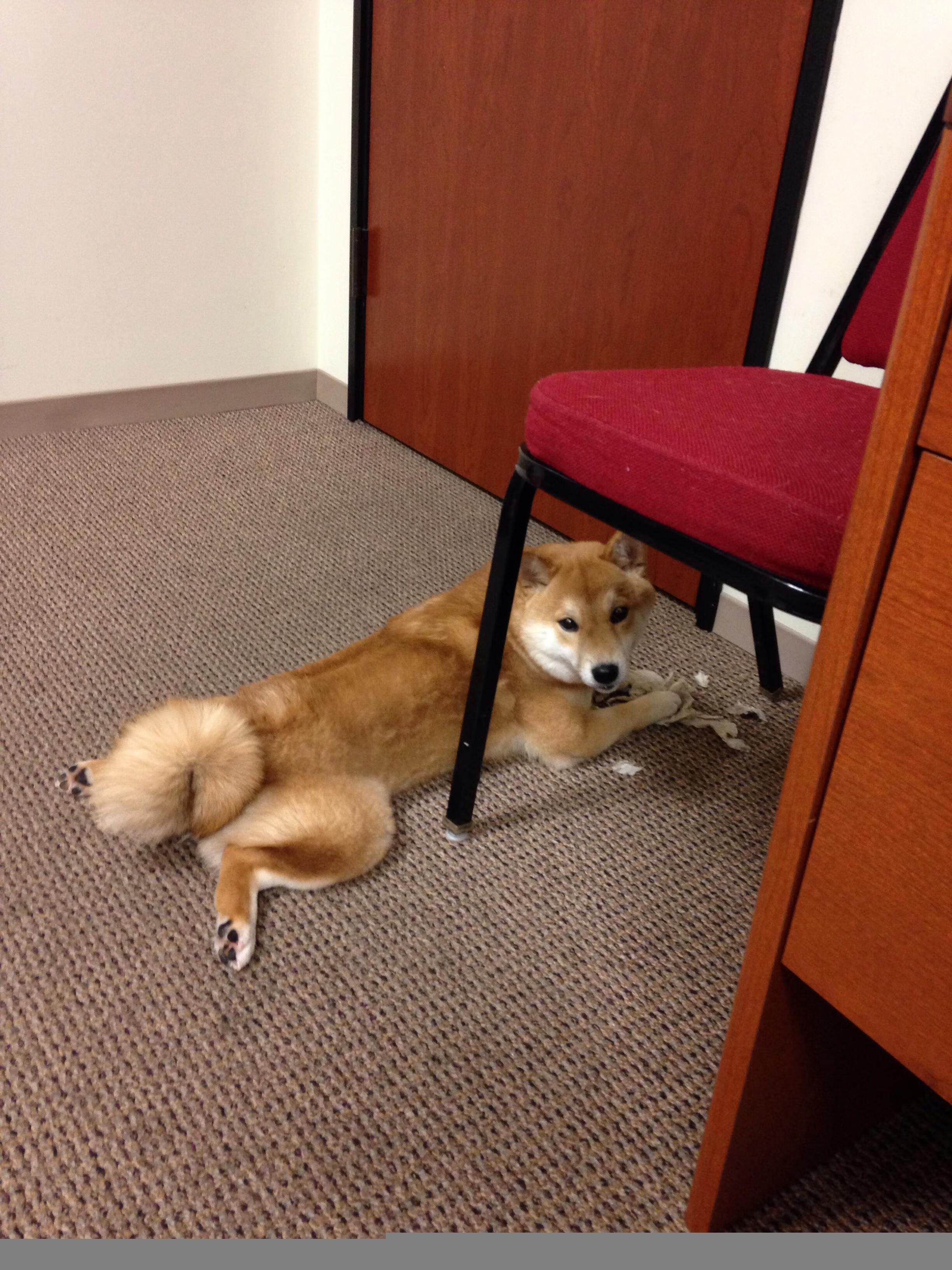 年度焦点之战，鹈鹕惊天逆转爵士