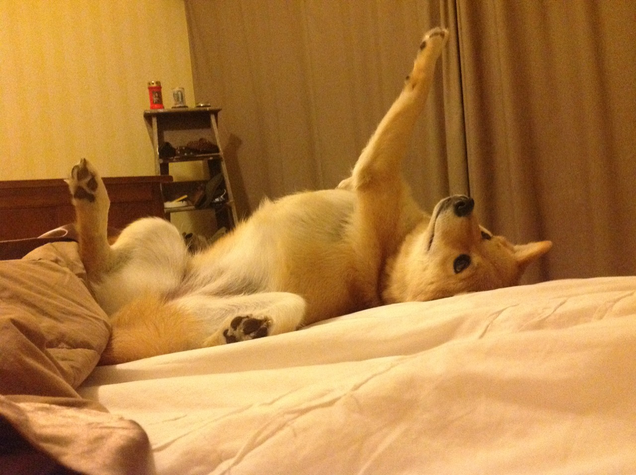 中北美洲的野性碰撞安达卢西亚舞步，罗德里戈爆发，洪都拉斯血拼塞维利亚