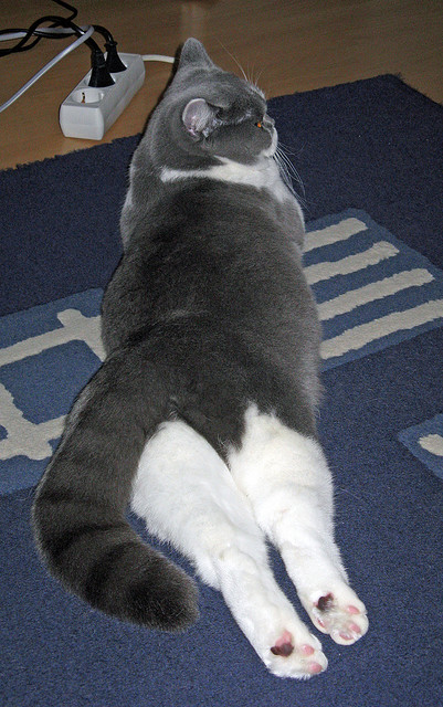 跨界竞技风云，美加墨世界杯焦点战预热，湖人收割火箭展现实力