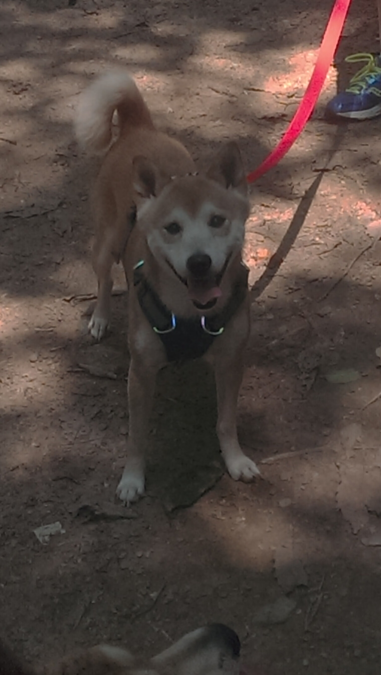 星光对决,布克在更亮舞台绽放,掘金魔术见证巨星诞生