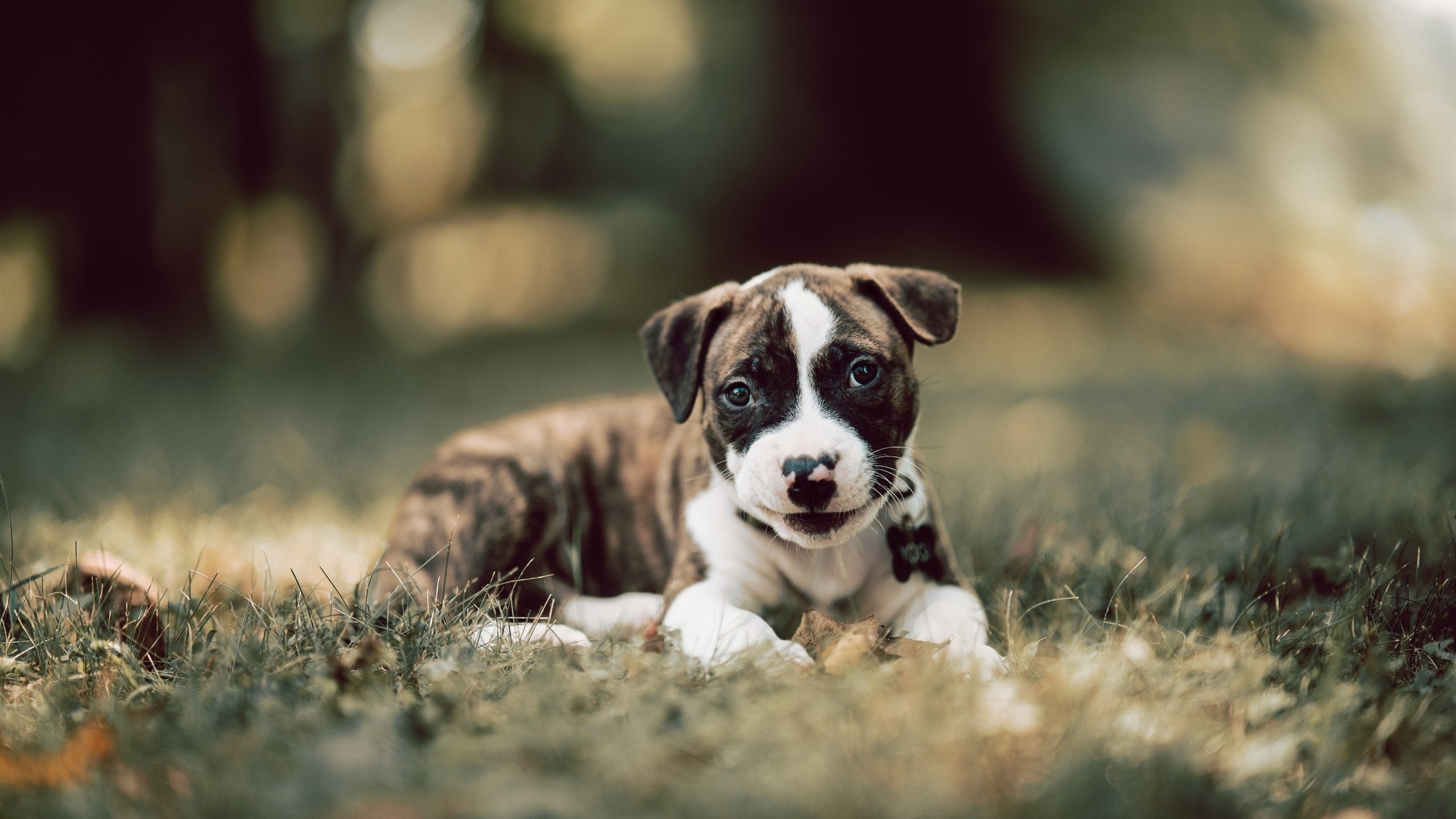 绿茵场上的篮球智慧,欧冠决赛中的公牛战术如何绞杀森林狼