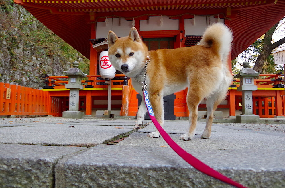 NBA总决赛之夜，加克波的关键制胜，铸就传奇瞬间